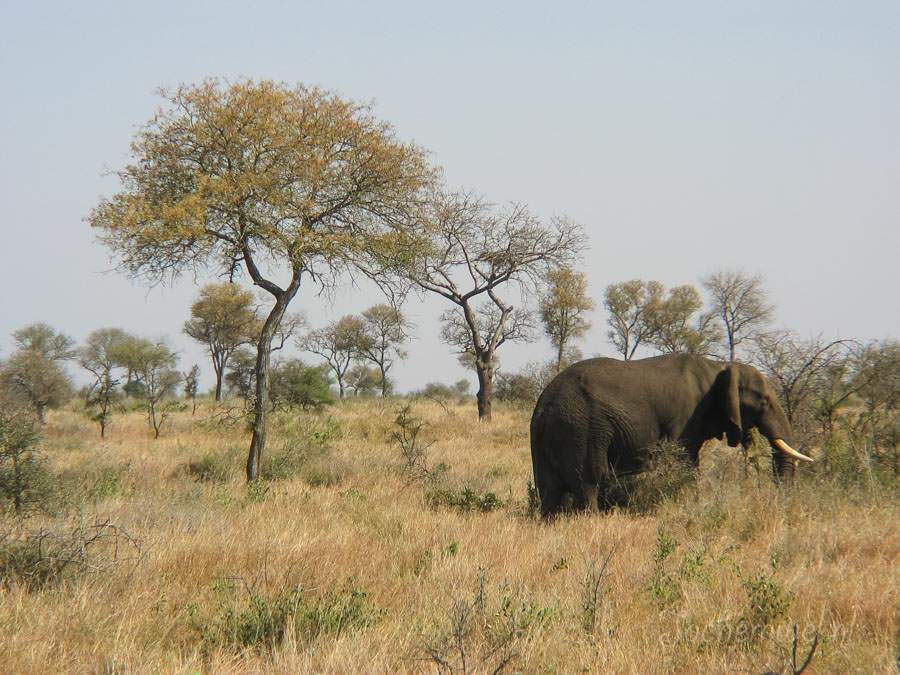 Afrika 2004