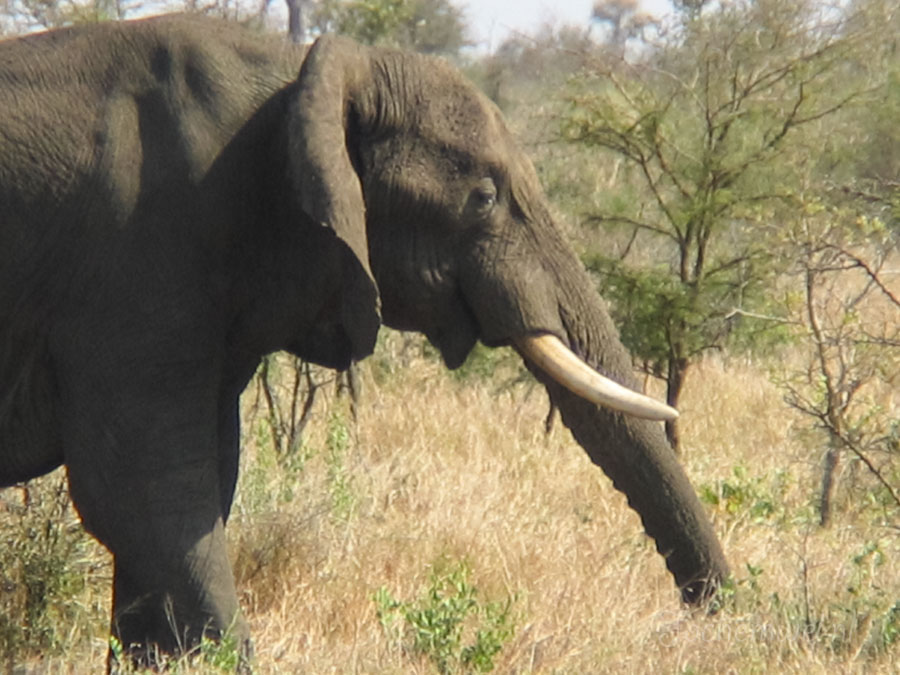 Afrika 2004