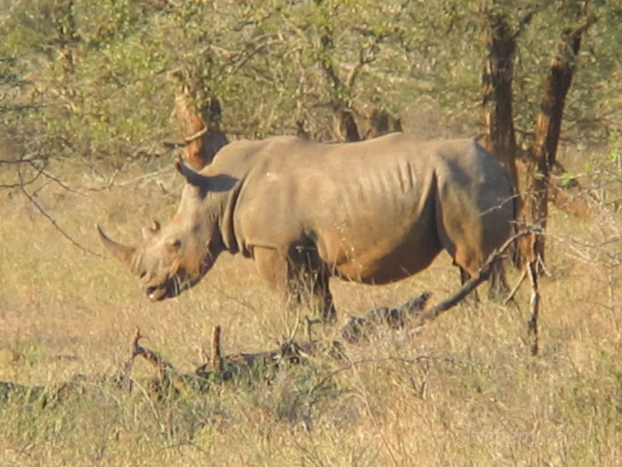 Afrika 2004