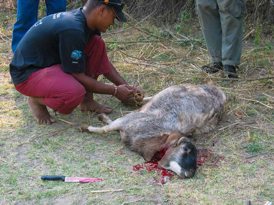 Afrika 2004