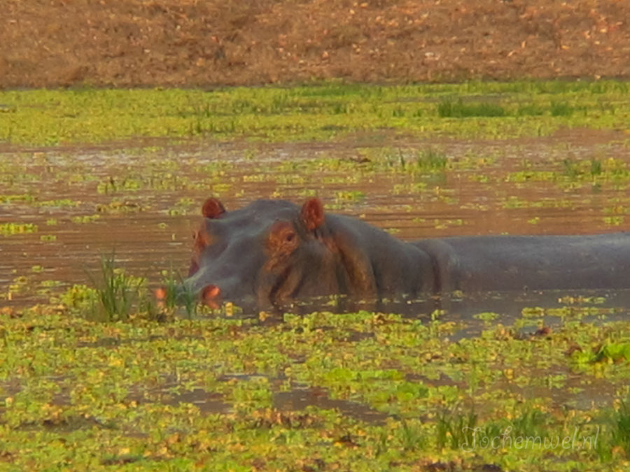Afrika 2004