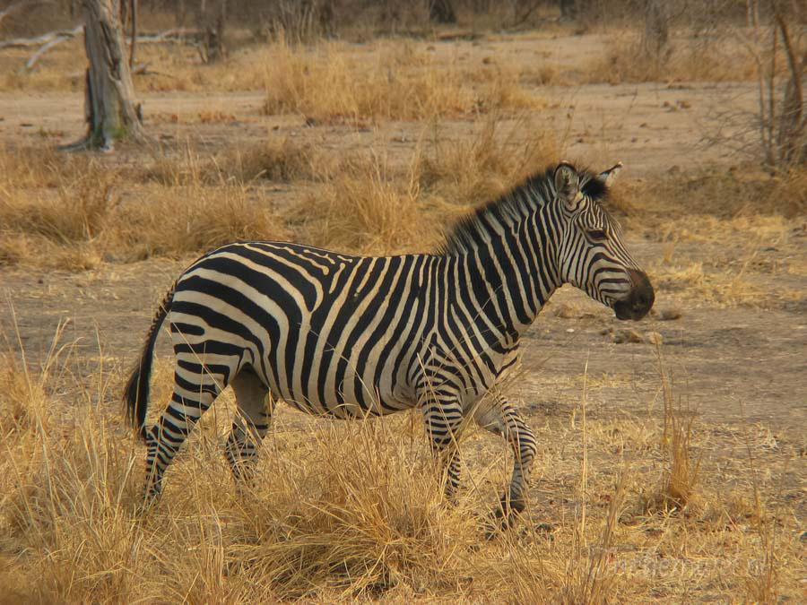 Afrika 2004