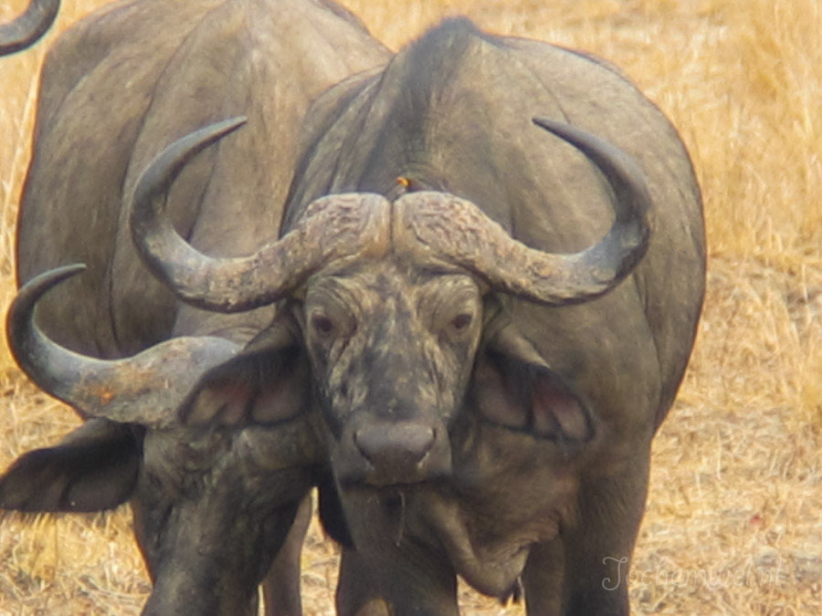 Afrika 2004