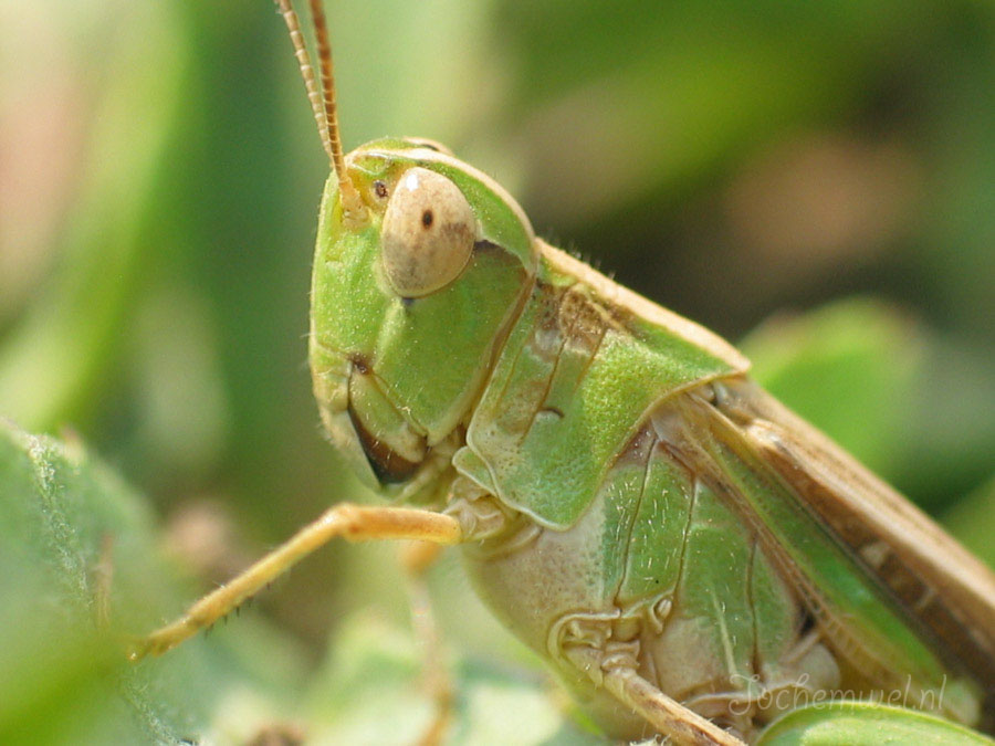 Afrika 2004