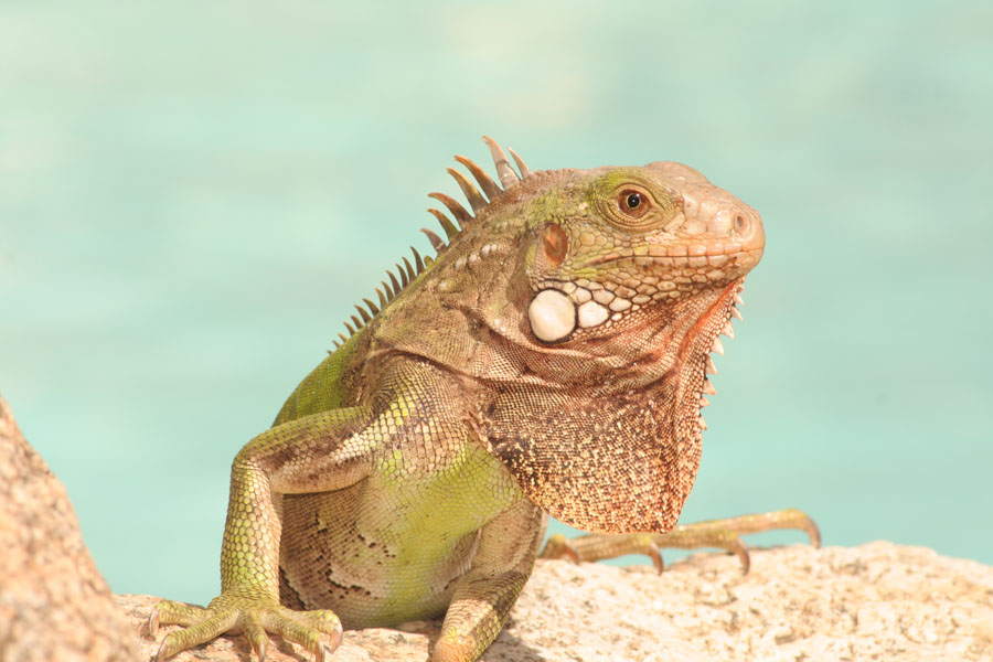Aruba 2005