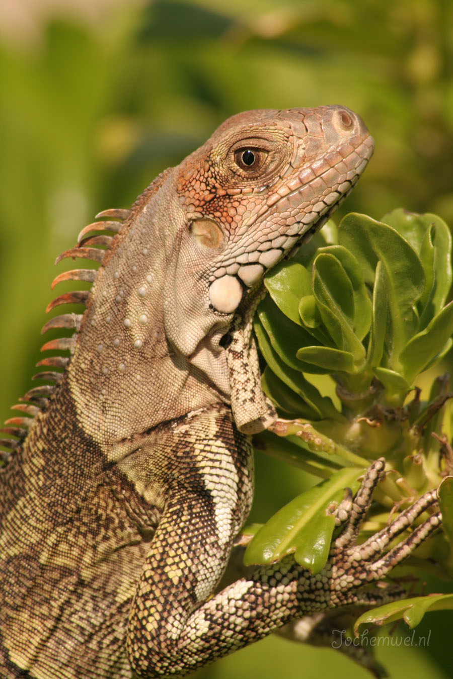 Aruba 2005