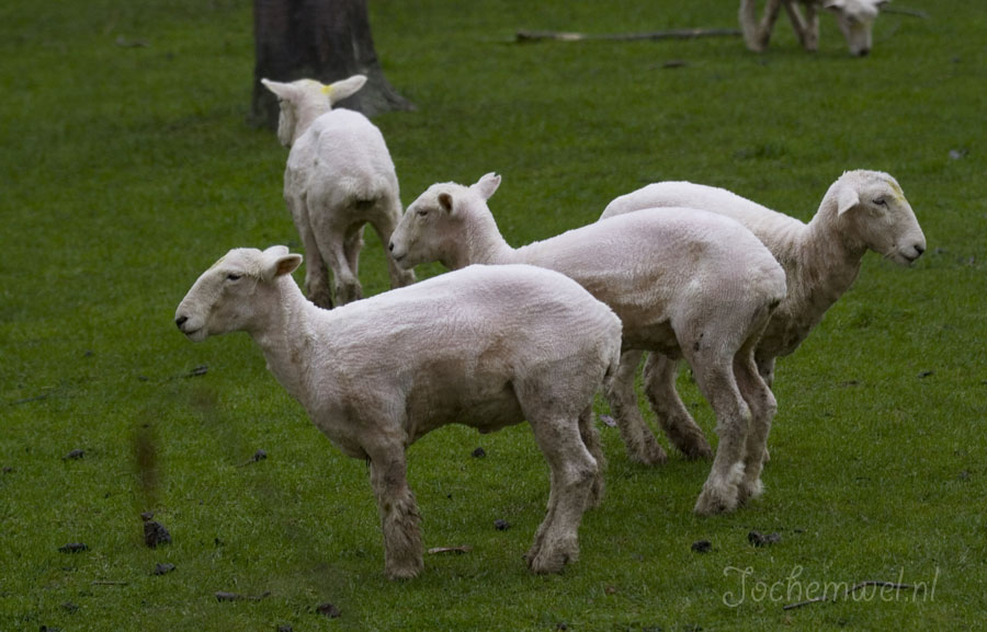 Nieuw Zeeland 2007