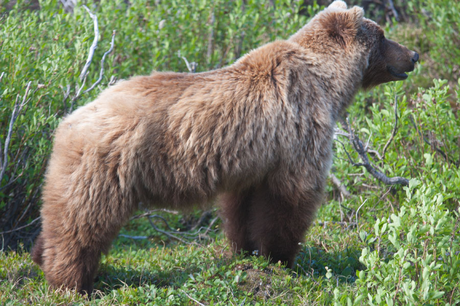 Alaska 2011