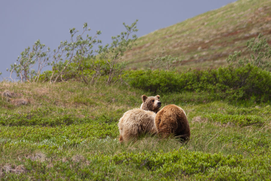 Alaska 2011