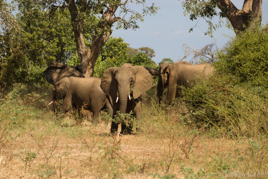 Zambia