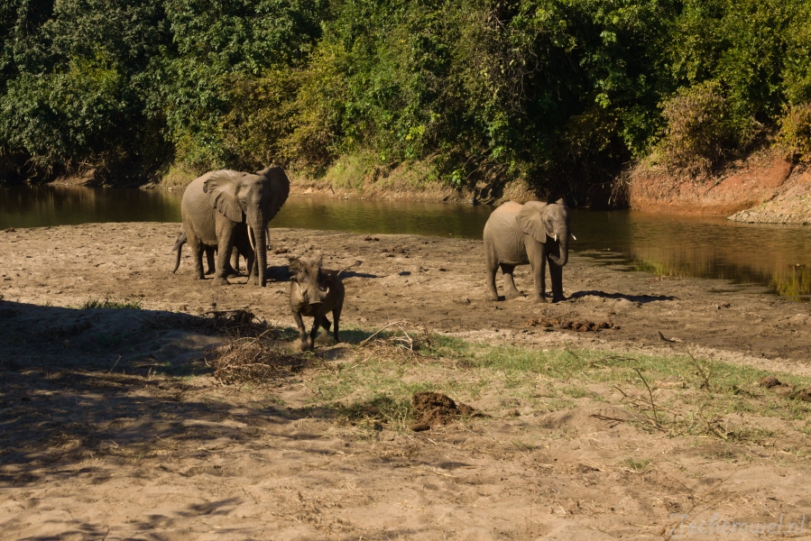 Zambia