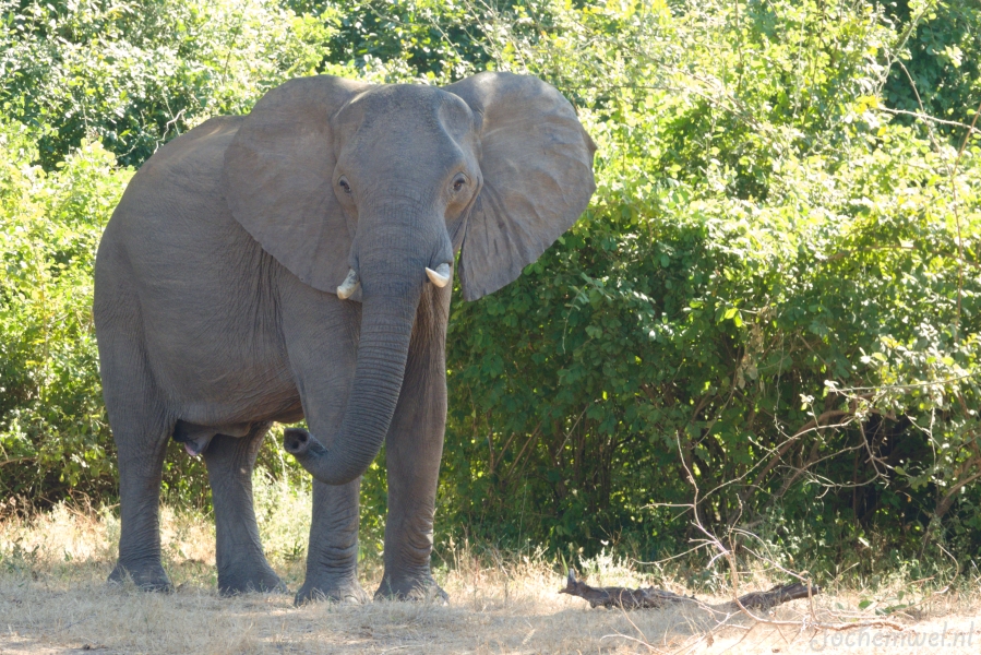 Zambia