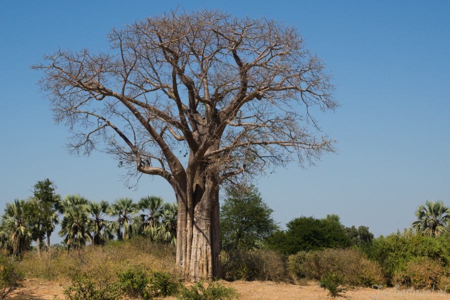 Zambia