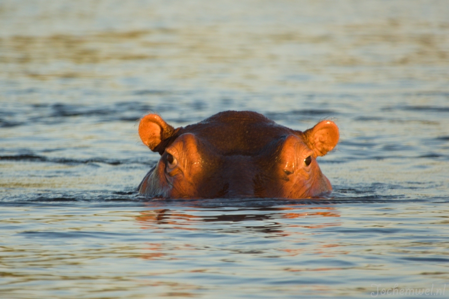 Zambia
