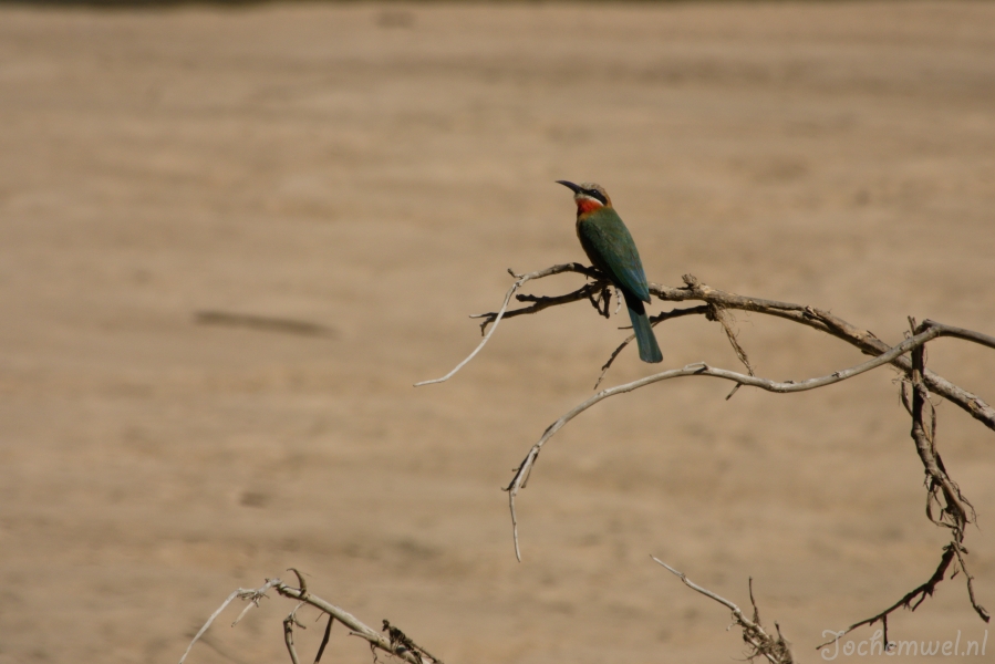 Zambia
