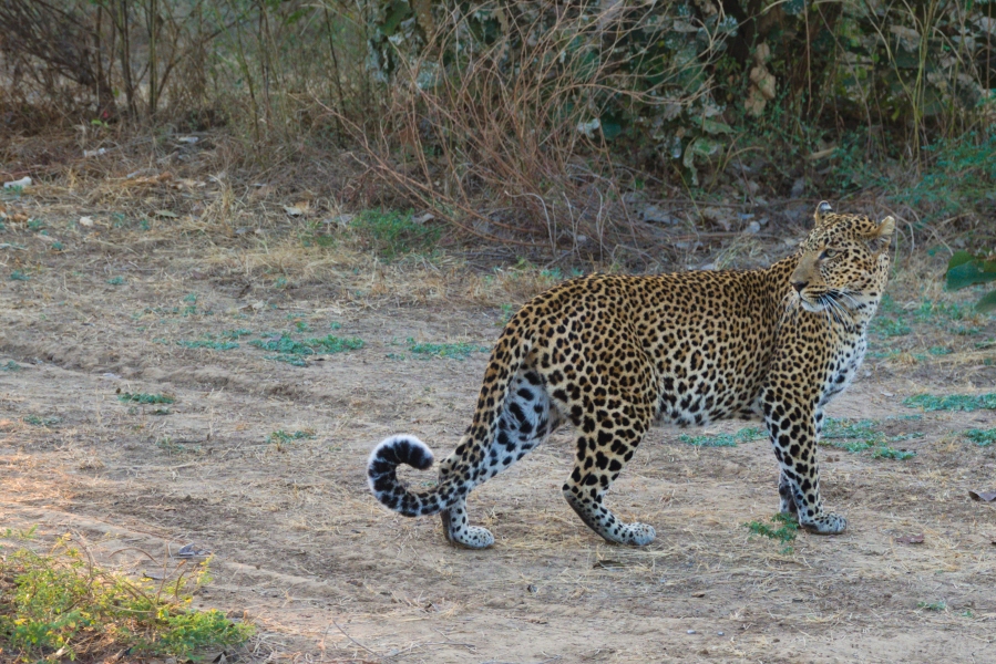 Zambia
