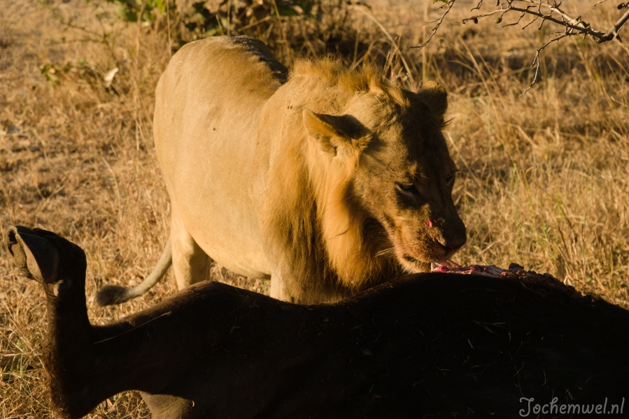 Zambia
