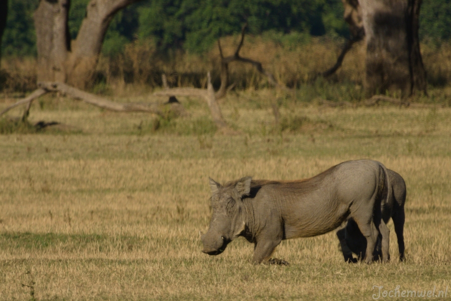 Zambia