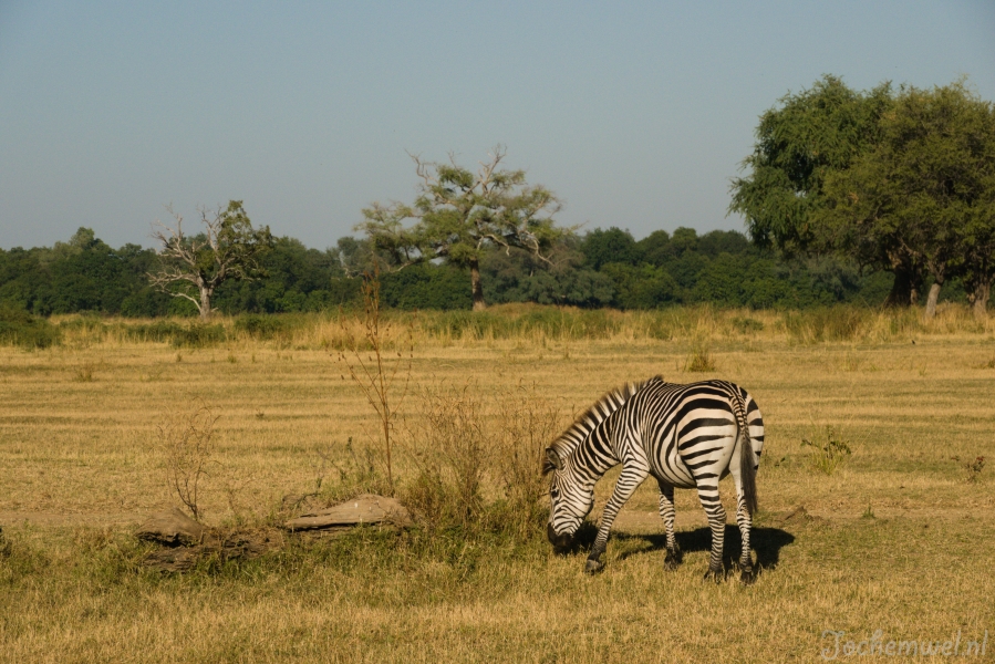 Zambia